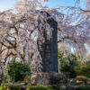 東京都内のしだれ桜の見頃は？東郷寺の大しだれ桜撮影攻略！東郷寺へのアクセスと満開時期