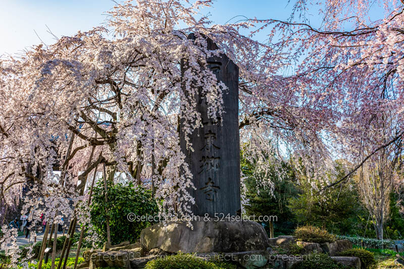東京都内のしだれ桜の見頃は？東郷寺の大しだれ桜撮影攻略！東郷寺へのアクセスと満開時期