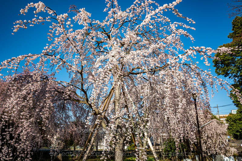 東京都内のしだれ桜の見頃は?東郷寺の大しだれ桜撮影攻略!東郷寺へのアクセスと満開時期