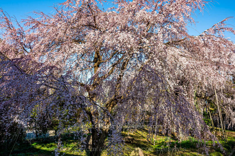 都内のシダレザクラを見に行こう！東京のしだれ桜の名所と撮影！しだれ桜の満開時期