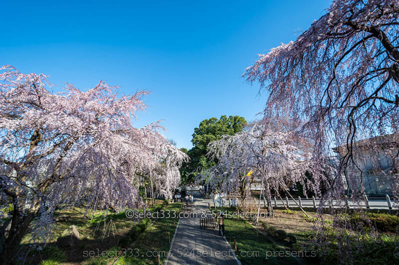 東京都内のしだれ桜の見頃は?東郷寺の大しだれ桜撮影攻略!東郷寺へのアクセスと満開時期