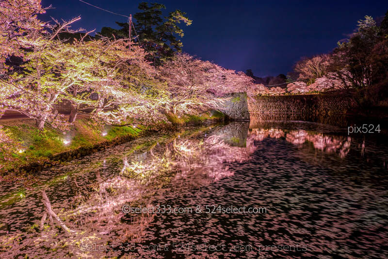流れる桜の花びら撮影！桜の撮影テクニック川面の桜撮影方法！シャッタースピードを調節！