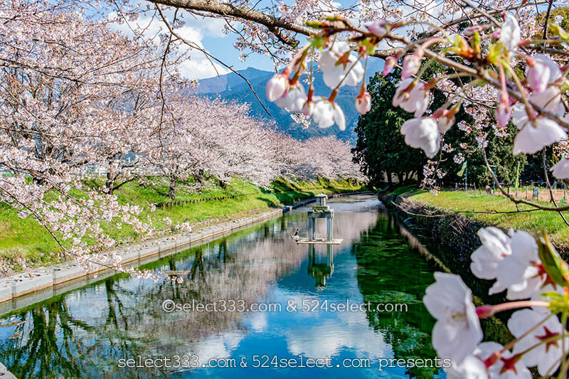 新居浜市高柳公園の桜並木!美しい桜並木のリフレクション!穴場的桜撮影スポット!