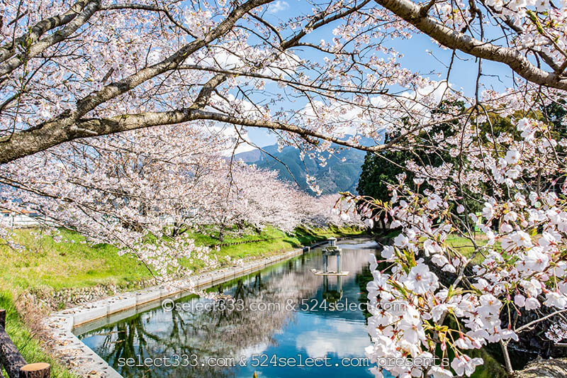 新居浜市高柳公園の桜並木!美しい桜並木のリフレクション!穴場的桜撮影スポット!
