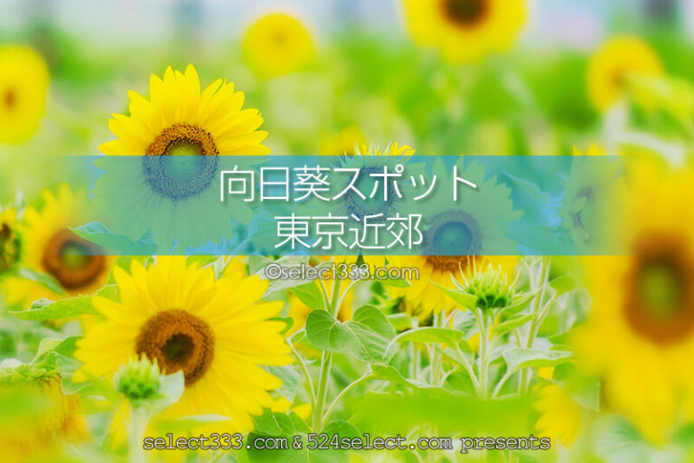 東京近郊のひまわり畑とひまわり撮影地！一面に広がる夏色の景色！夏のドライブと観光に