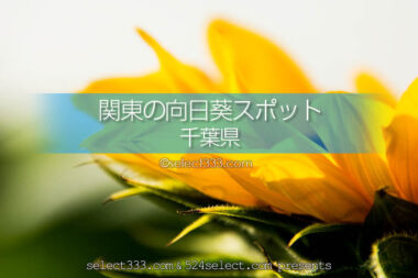 千葉県のひまわり観光・撮影地は？房総半島のひまわり畑巡り！千葉県のひまわり名所巡り