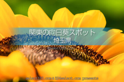 埼玉県のひまわり観光・撮影地は？埼玉県のひまわり畑の名所は？埼玉県のひまわり畑巡り
