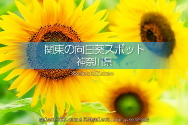 神奈川県のひまわり観光・撮影地は？見頃のひまわり畑名所巡り！神奈川県内のひまわり畑