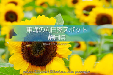 静岡県のひまわり観光・撮影地は？静岡県のひまわり畑名所巡り！夏の日帰り旅行スポット