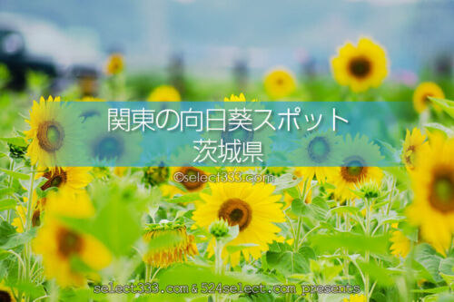 茨城県のひまわり観光・撮影地！ひまわり畑の名所と見頃は？茨城観光の寄り道スポット