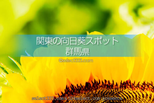 群馬県のひまわり観光・撮影地！群馬県のひまわり畑名所と見頃は？夏の観光と撮影旅行に