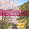 鹿児島県の桜の撮影スポットは？鹿児島の桜の名所を旅しよう！桜を楽しむ鹿児島県の旅