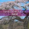 宮崎県の桜の名所はどこ？桜並木が圧巻！宮崎県の桜撮影スポット！桜がある宮崎県の旅