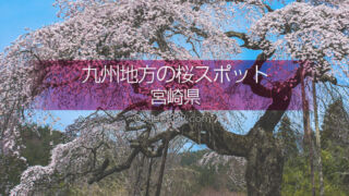 宮崎県の桜の名所はどこ？桜並木が圧巻！宮崎県の桜撮影スポット！桜がある宮崎県の旅行先