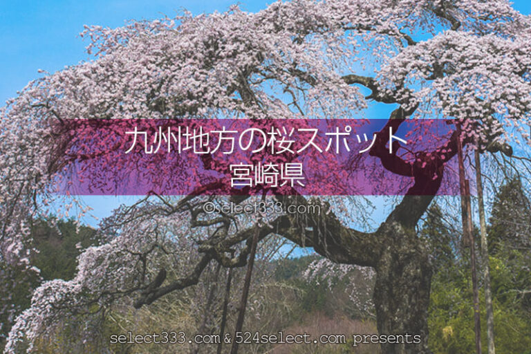 宮崎県の桜の名所はどこ？桜並木が圧巻！宮崎県の桜撮影スポット！桜がある宮崎県の旅行先