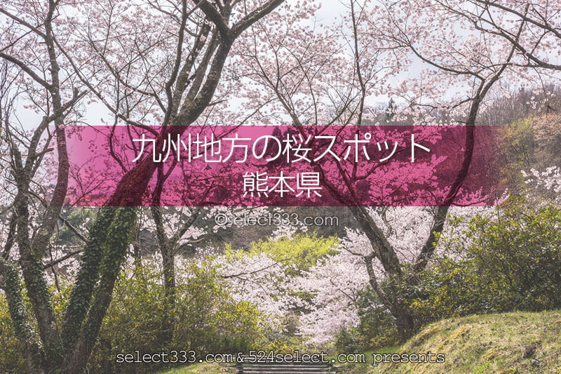 熊本県の桜のスポットに行こう！熊本県の桜撮影スポットはどこ？熊本の桜撮影旅行に！
