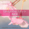 長崎県の桜の名所は？長崎県の桜撮影スポットで満開の桜を！長崎県の桜撮影旅行計画を！
