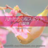 佐賀県の桜の撮影スポットはどこ？佐賀県の桜の名所を探そう！春の佐賀県観光は桜ありきで