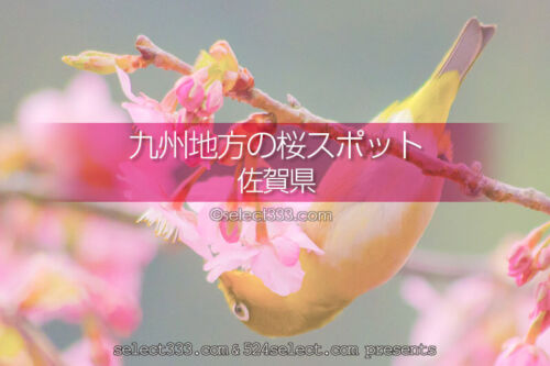 佐賀県の桜の撮影スポットはどこ？佐賀県の桜の名所を探そう！春の佐賀県観光は桜ありきで