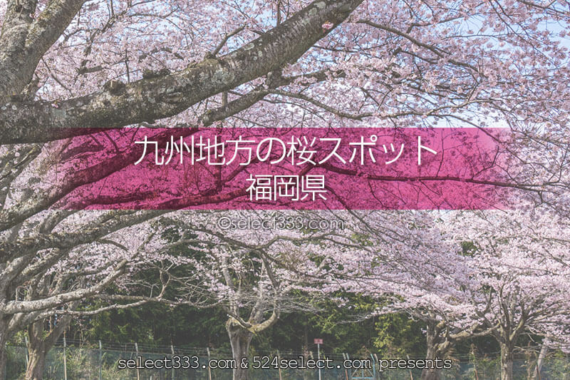 福岡県の桜の名所はどこ？福岡県の桜撮影スポットでお花見を！春の福岡旅行で桜の撮影！