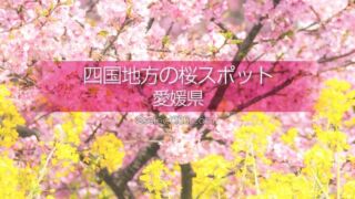 愛媛県の桜スポットは？愛媛県の桜の名所や撮影スポットに行こう！桜の風景撮影旅行に！