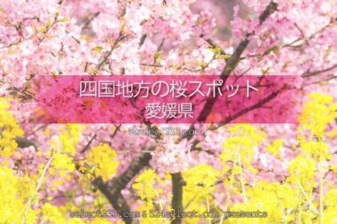 愛媛県の桜スポットは？愛媛県の桜の名所や撮影スポットに行こう！桜の風景撮影旅行に！