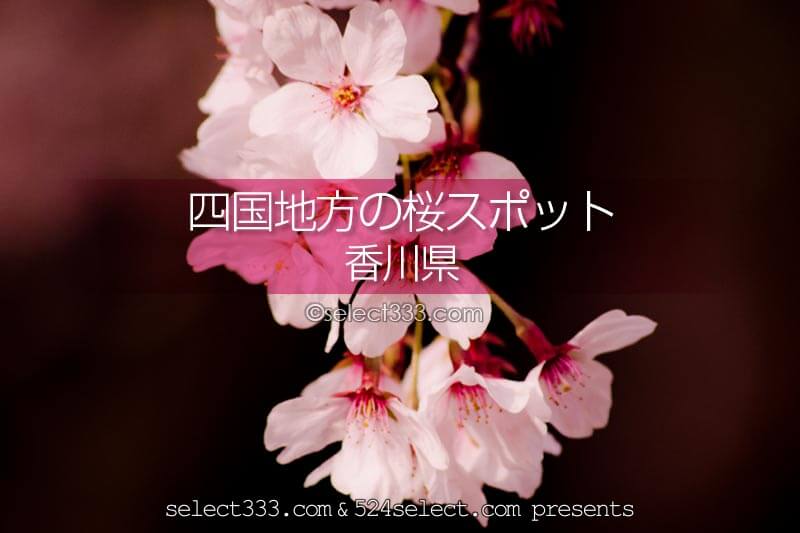 香川県の桜の名所はどこ？香川県の桜撮影スポットに行こう！うどん県の春の桜鑑賞観光