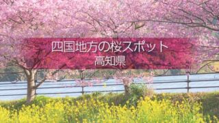 高知県の桜の名所はどこ？高知県の桜撮影スポットを探そう！春の高知県桜のある観光地