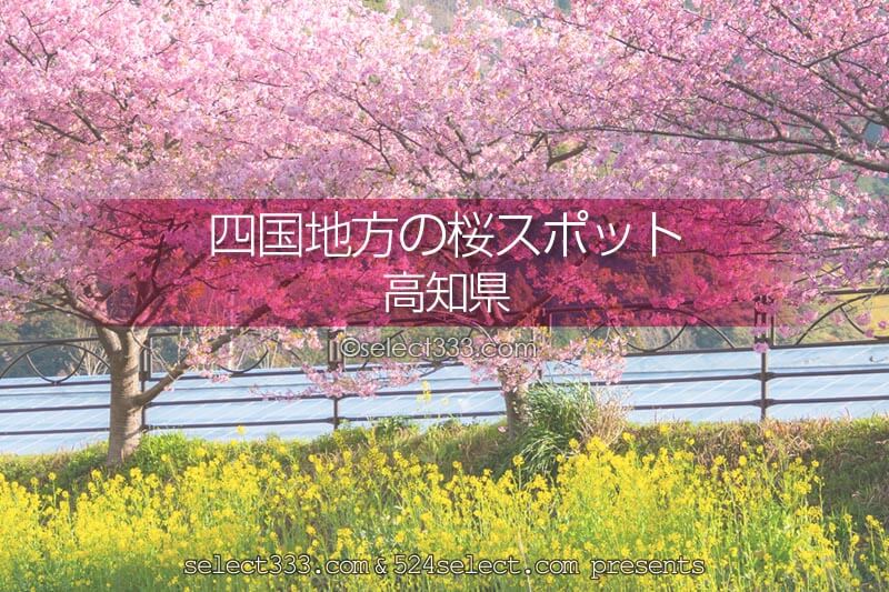 高知県の桜の名所はどこ 高知県の桜撮影スポットを探そう 春の高知県桜のある観光地