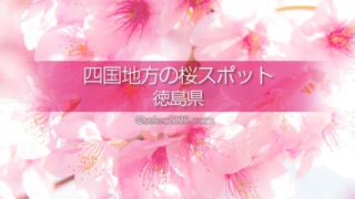 徳島県の桜の撮影スポットはどこ？徳島県の桜の名所を探そう！春の徳島県桜の観光地
