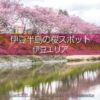 伊豆半島桜の撮影スポットや桜の名所は？早めの開花で春先取り！混雑回避で伊豆桜撮影