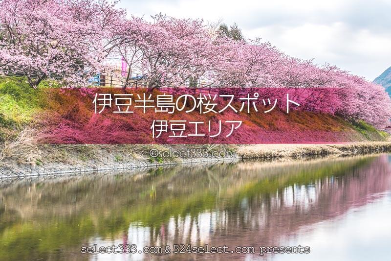 伊豆半島桜の撮影スポットや桜の名所は？早めの開花で春先取り！混雑回避で伊豆桜撮影を！