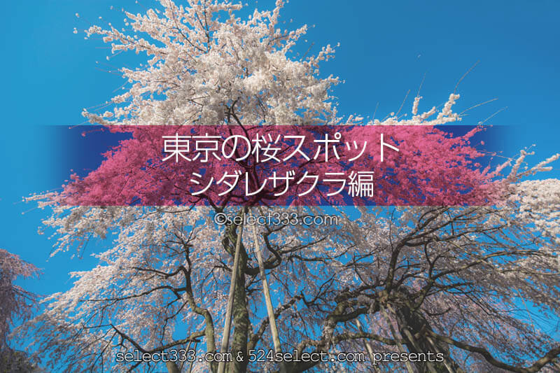 都内のシダレザクラを見に行こう！東京のしだれ桜の名所と撮影！しだれ桜の満開時期