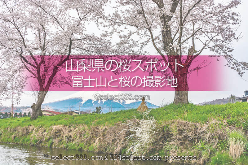 山梨県の桜撮影地 富士山と桜撮影スポットと富士五湖桜巡り 富士山と桜のスポット周遊