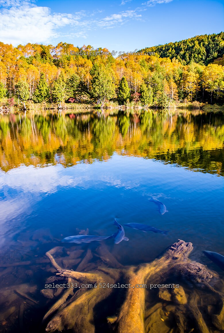 志賀高原エリア秋の水辺散策を！志賀高原の紅葉が映える池撮影！木戸池・一沼・蓮池エリア