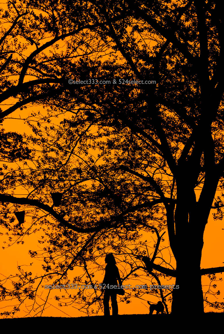 夕焼け空のシルエット撮影方法 影絵のような夕暮れ風景撮影 夕焼けの切り絵写真撮影