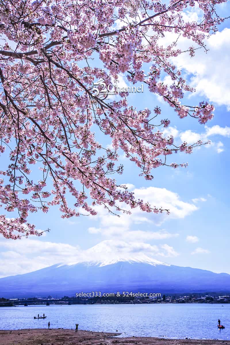 河口湖北岸ウォーキングトレイル！満開の桜並木と富士山撮影！富士五湖 