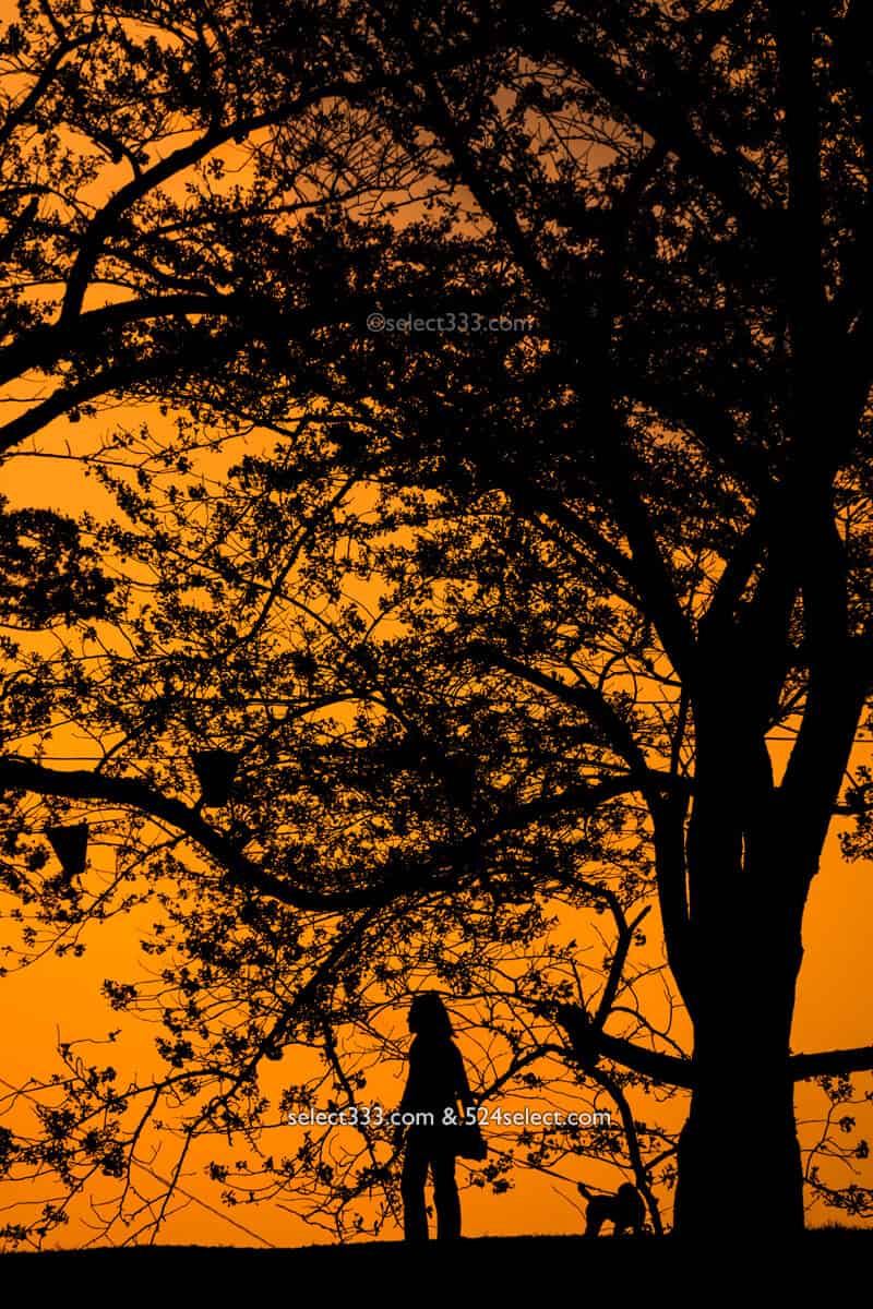 夕焼け空のシルエット撮影方法!影絵や切り絵に見える風景撮影!夕暮れの逆光風景