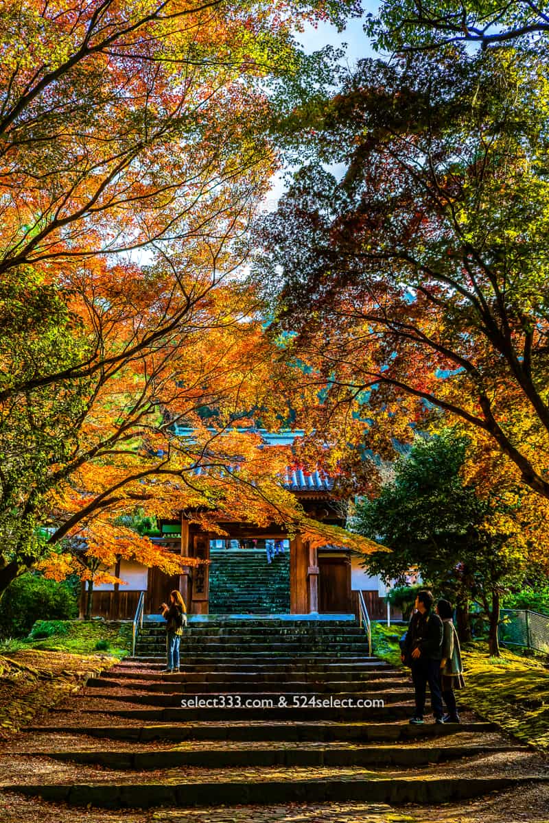 山門と紅葉写真縦位置バージョン：瑞應寺の紅葉！樹齢800年の大イチョウの黄葉と山門の秋景色！愛媛県の紅葉撮影地：写真を楽しむブログ photo by Masaya Konishi
