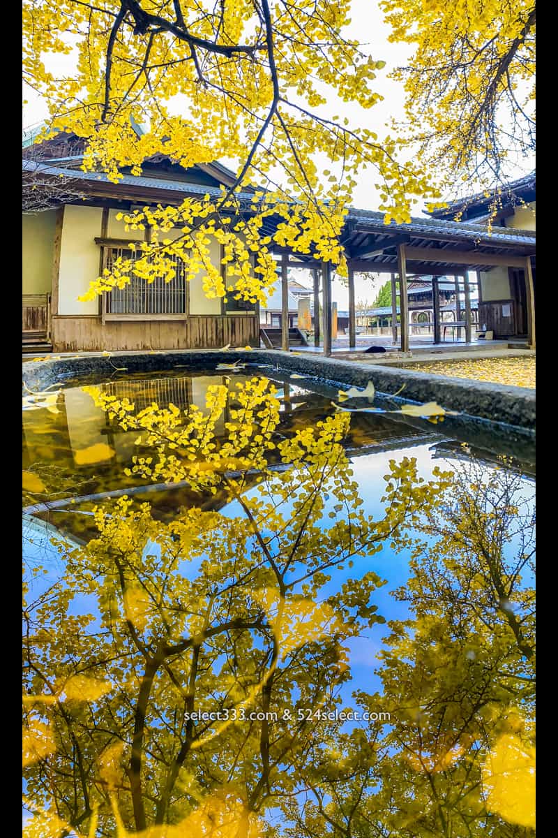 手水に映った黄葉した銀杏の葉：瑞應寺の紅葉！樹齢800年の大イチョウの黄葉と山門の秋景色！愛媛県の紅葉撮影地：写真を楽しむブログ photo by Masaya Konishi