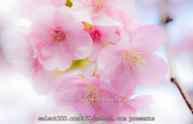 写真を楽しむブログ！風景写真スポット探しと撮影旅行を快適に！現況と今後の展望は？