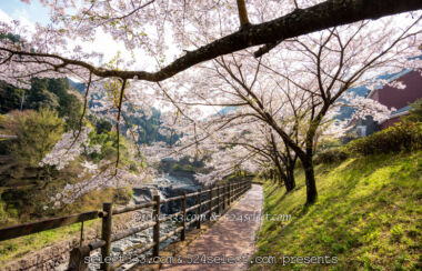 マイントピア別子満開の桜並木愛媛県新居浜市鉱山鉄道！時の入口！川添いに咲く桜のトンネル