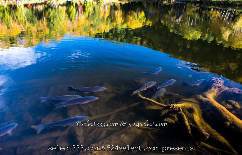 ＰＬフィルタはいつ使う？偏光効果を活かす撮影シチュエーション！窓越しの反射も防ぐ優れもの