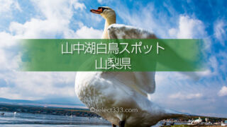 山中湖白鳥スポット!富士山と白鳥・山中湖畔の白鳥撮影地!白鳥の撮れる撮影ポイント
