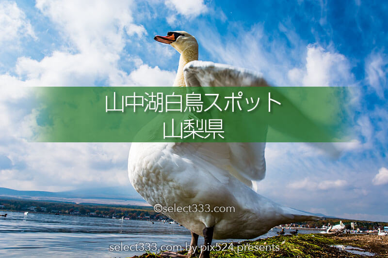 山中湖白鳥スポット 富士山と白鳥 山中湖畔の白鳥撮影地 白鳥の撮れる撮影ポイント