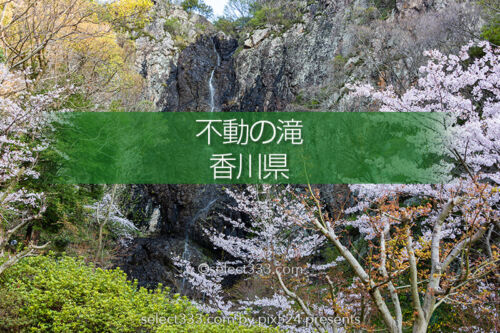 不動の滝カントリーパーク満開の桜並木が憩いの場！香川県三豊市 ドローン撮影