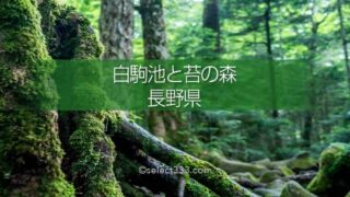 原生林の中で古代を感じる聖地!長野県苔の森白駒の池へのアクセスと撮影攻略