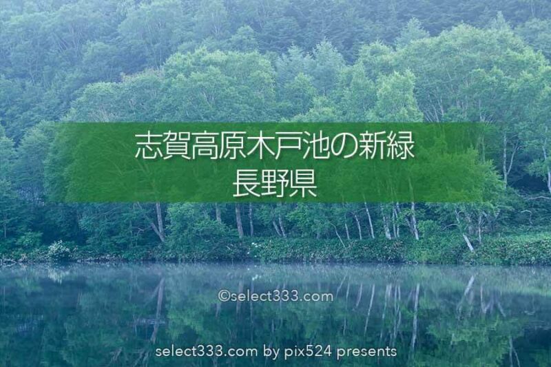 木々の鏡面撮影地 長野県志賀高原木戸池の新緑リフレクション 美しい朝霧と池の風景