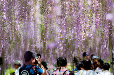 足利フラワーパーク渋滞を避けて藤の見頃を楽しもう！撮影と寄り道編