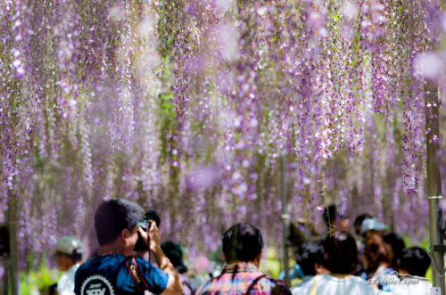 足利フラワーパーク渋滞を避けて藤の見頃を楽しもう！撮影と寄り道編